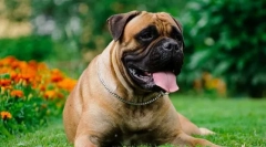 Bullmastiff